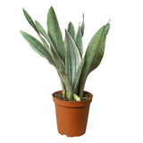 Snake Plant 'Sayuri' indoor houseplant