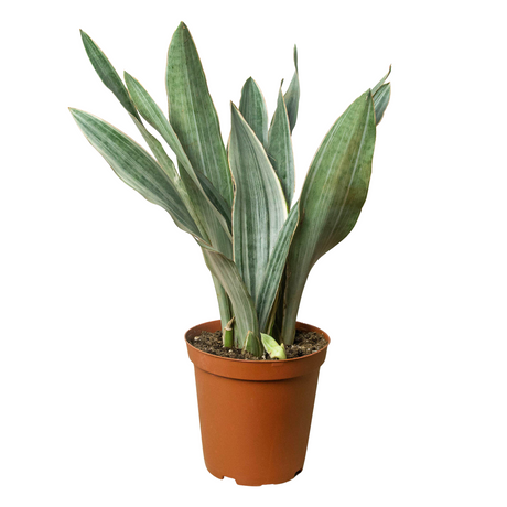 Snake Plant 'Sayuri' indoor houseplant