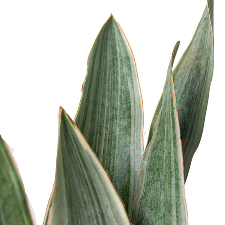 Snake Plant 'Sayuri' indoor houseplant