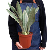 Snake Plant 'Sayuri' indoor houseplant