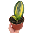 Variegated Shark Fin Snake Plant indoor houseplant