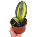 Variegated Shark Fin Snake Plant indoor houseplant