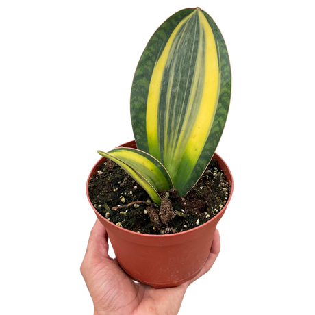 Variegated Shark Fin Snake Plant indoor houseplant