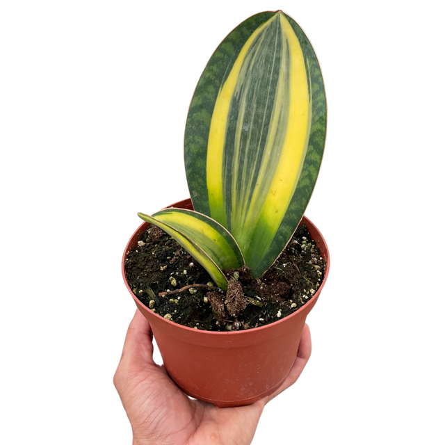 Variegated Shark Fin Snake Plant indoor houseplant