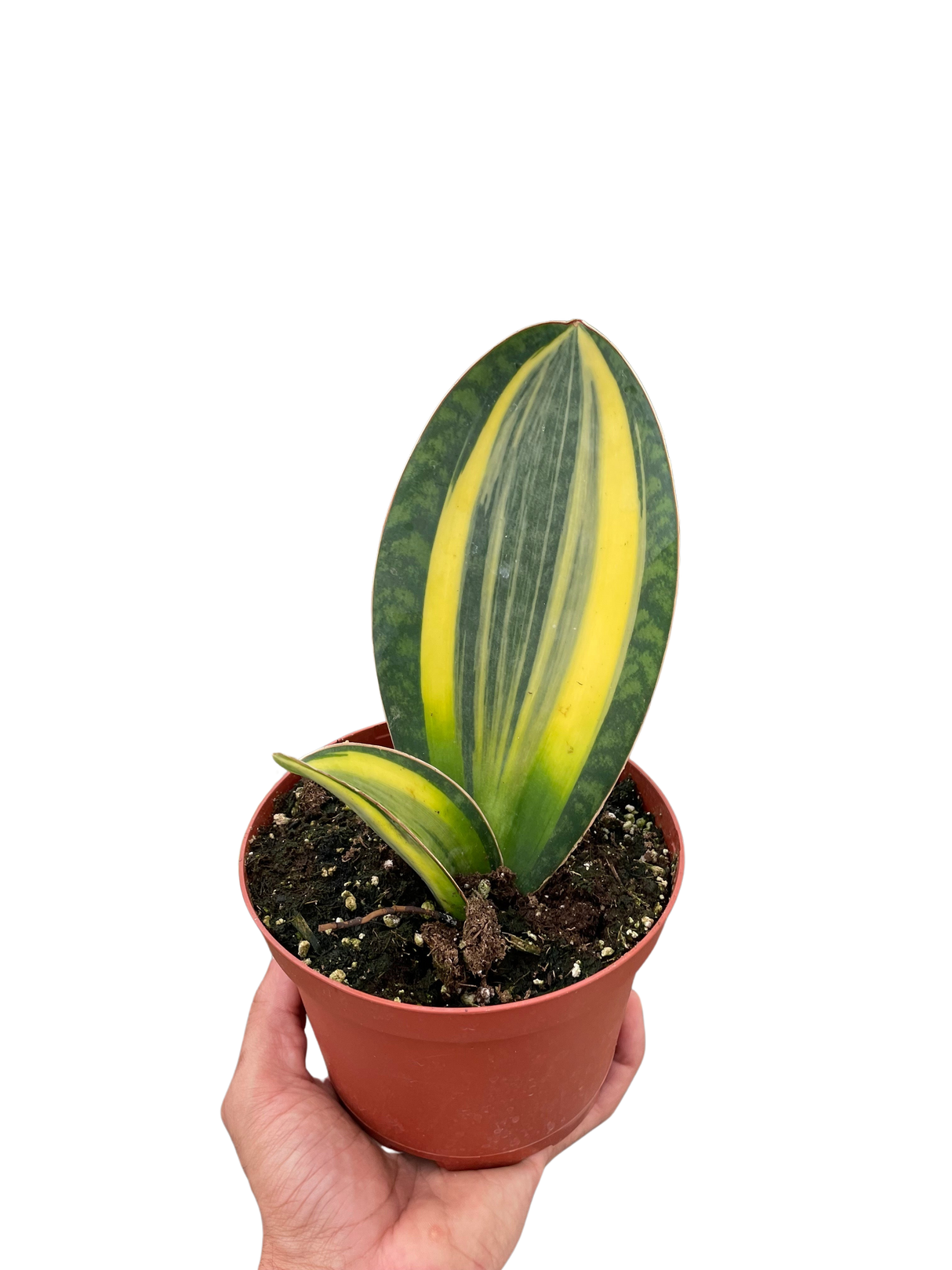 Snake Plant 'Variegated Shark Fin'