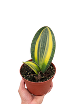 Snake Plant 'Variegated Shark Fin'