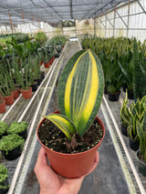 Variegated Shark Fin Snake Plant indoor houseplant