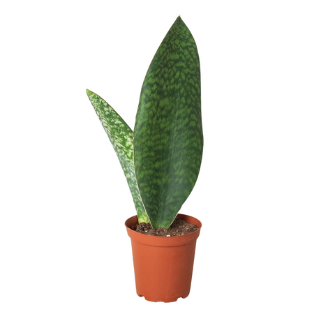 Snake Plant 'Shark Fin' indoor houseplant