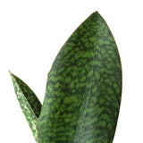 Snake Plant 'Shark Fin' indoor houseplant