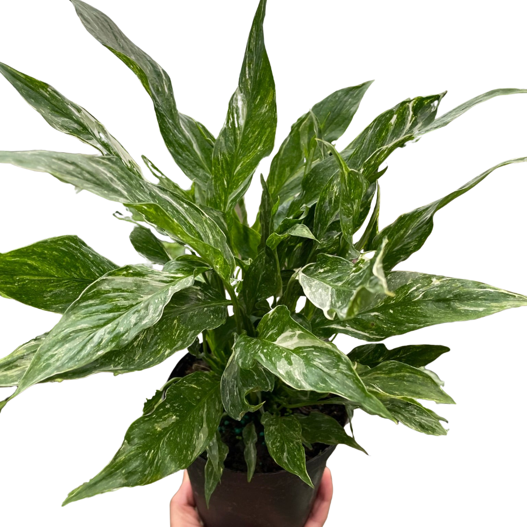 Variegated Spathiphyllum 'Domino' indoor houseplant