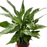 Variegated Spathiphyllum 'Domino' indoor houseplant