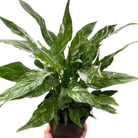 Variegated Spathiphyllum 'Domino' indoor houseplant