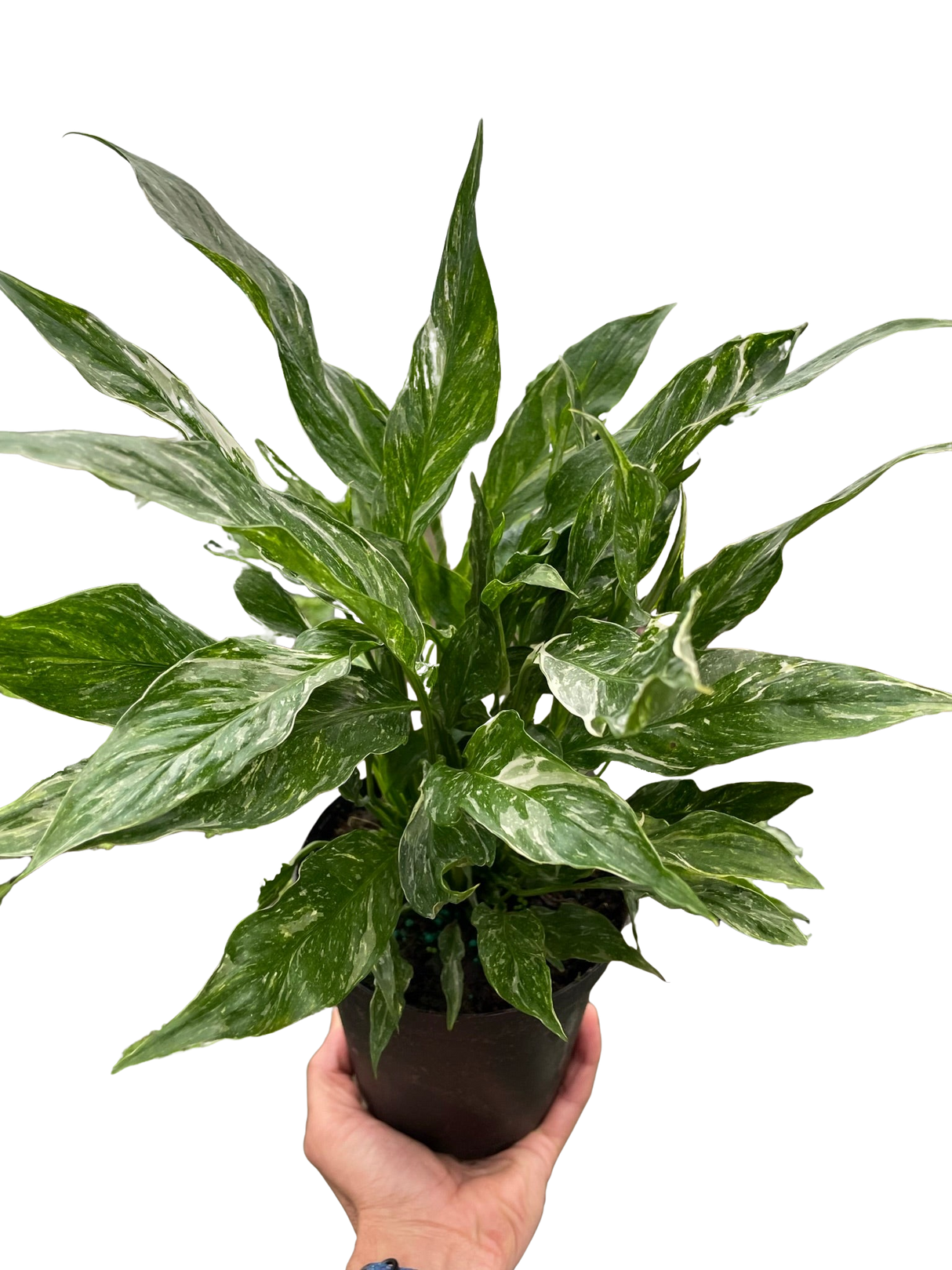 Variegated Spathiphyllum 'Domino' indoor houseplant