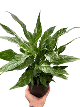 Variegated Spathiphyllum 'Domino' indoor houseplant