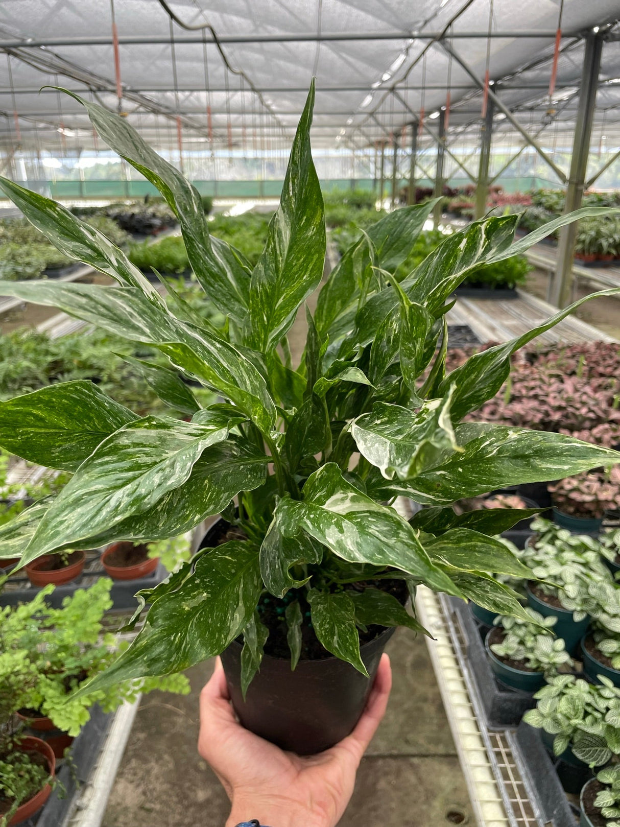 Variegated Spathiphyllum 'Domino' indoor houseplant