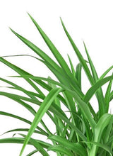 Spider Plant 'Green' indoor houseplant