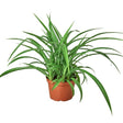 Spider Plant 'Green' indoor houseplant