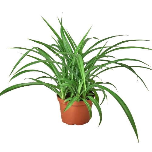 Spider Plant 'Green' indoor houseplant