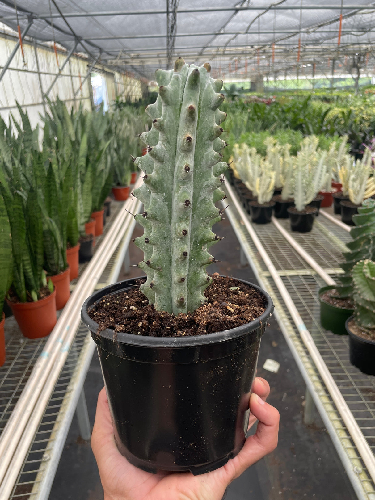 Succulent Cactus Ghost White Boobie indoor houseplant