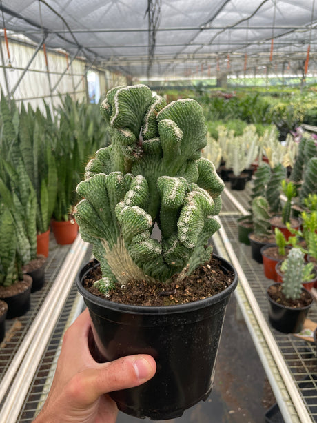 Succulent Cereus Coral Green indoor houseplant