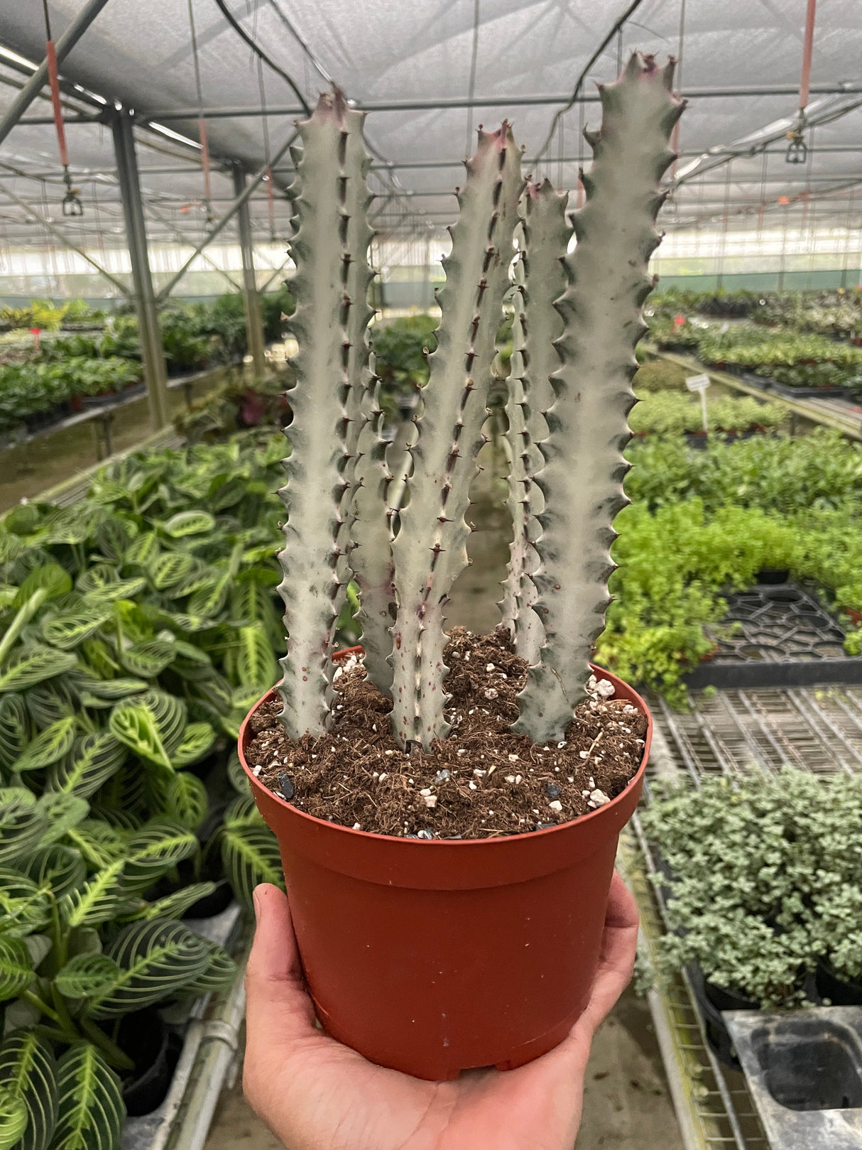 Succulent Euphorbia 'Dragon Bone' indoor houseplant