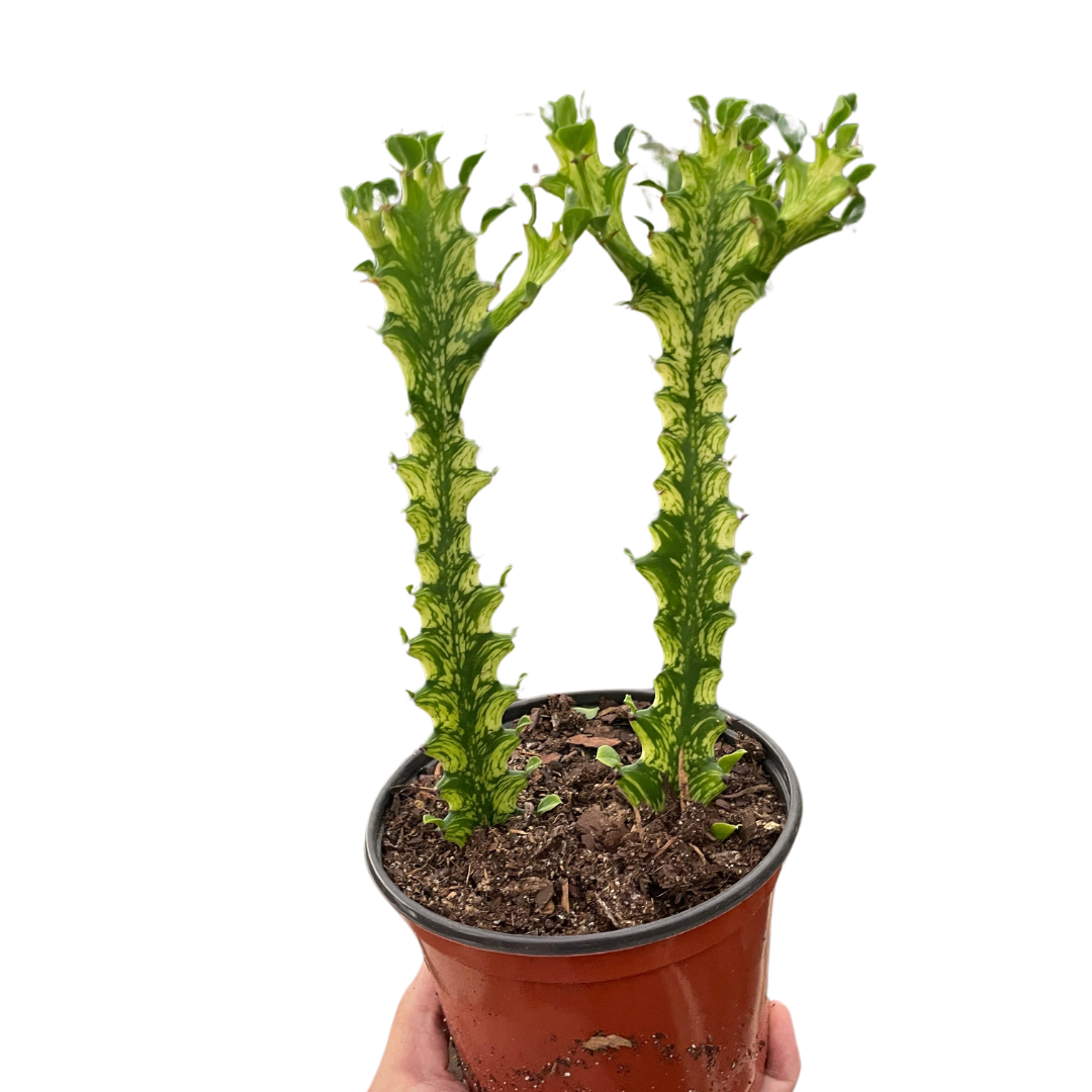 Euphorbia 'Mint Cream' indoor house plant