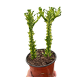 Euphorbia 'Mint Cream' indoor house plant