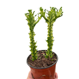 Euphorbia 'Mint Cream' indoor house plant