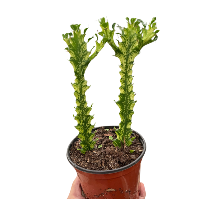 Euphorbia 'Mint Cream' indoor house plant