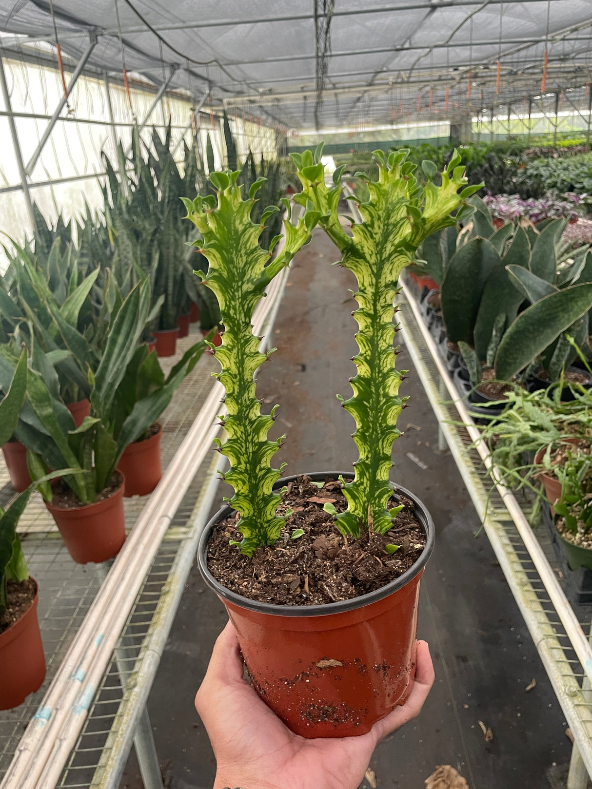 Euphorbia 'Mint Cream' indoor house plant