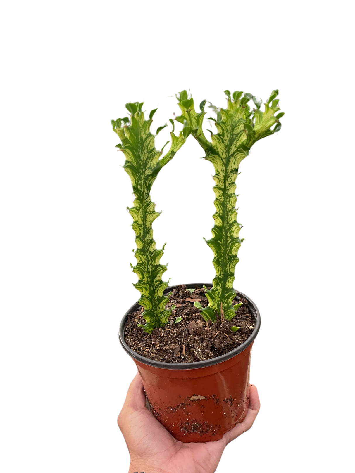 Euphorbia 'Mint Cream' indoor house plant