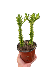 Euphorbia 'Mint Cream' indoor house plant