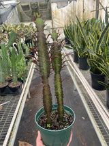 Succulent Euphorbia 'Trigona Rubra' indoor houseplant