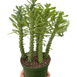 Euphorbia 'Sausage Spurge' indoor house plant