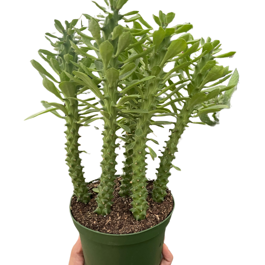 Euphorbia 'Sausage Spurge' indoor house plant