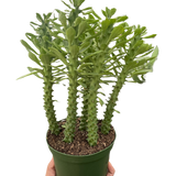 Euphorbia 'Sausage Spurge' indoor house plant