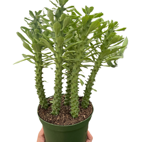 Euphorbia 'Sausage Spurge' indoor house plant