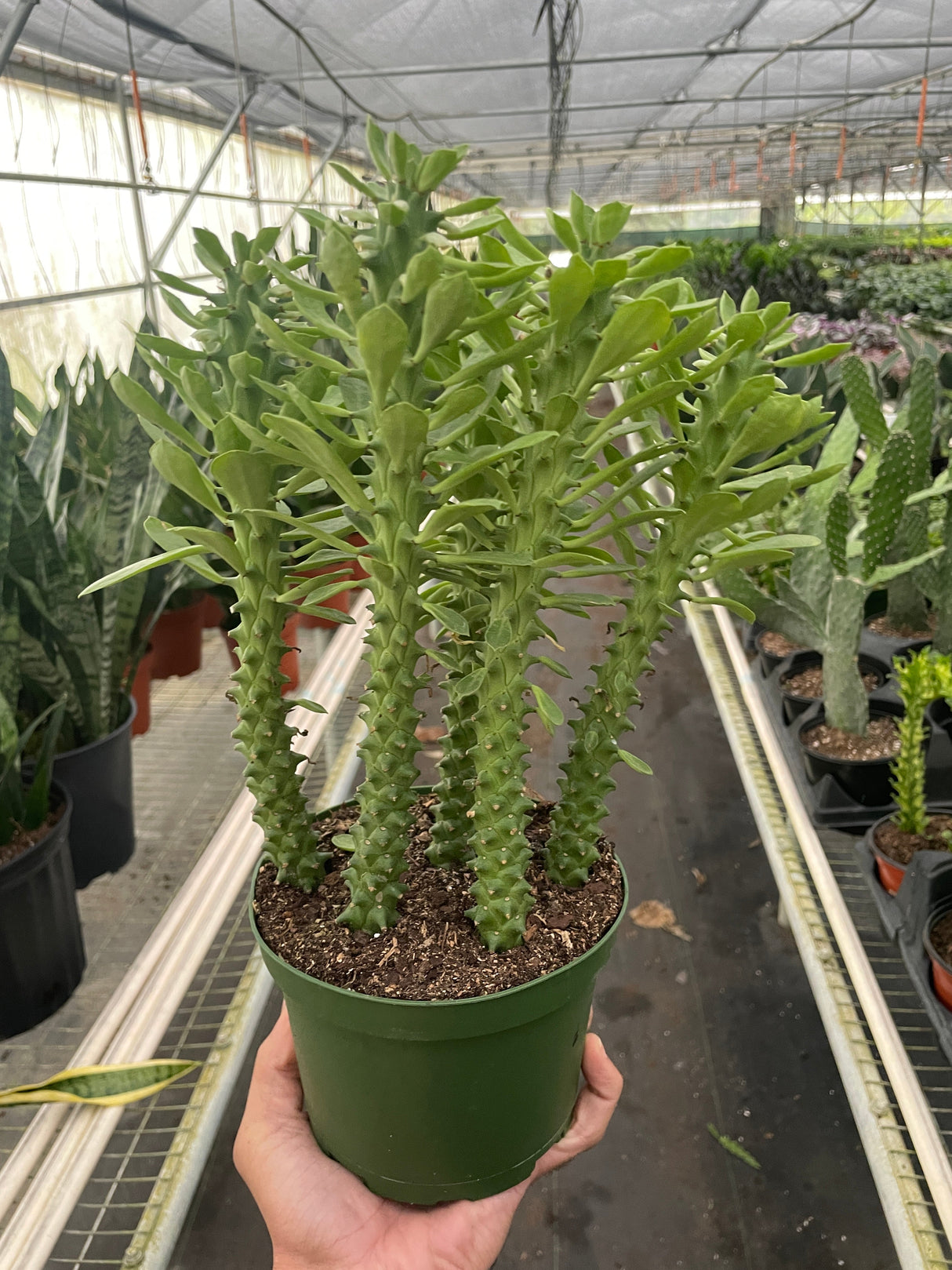 Euphorbia 'Sausage Spurge' indoor house plant