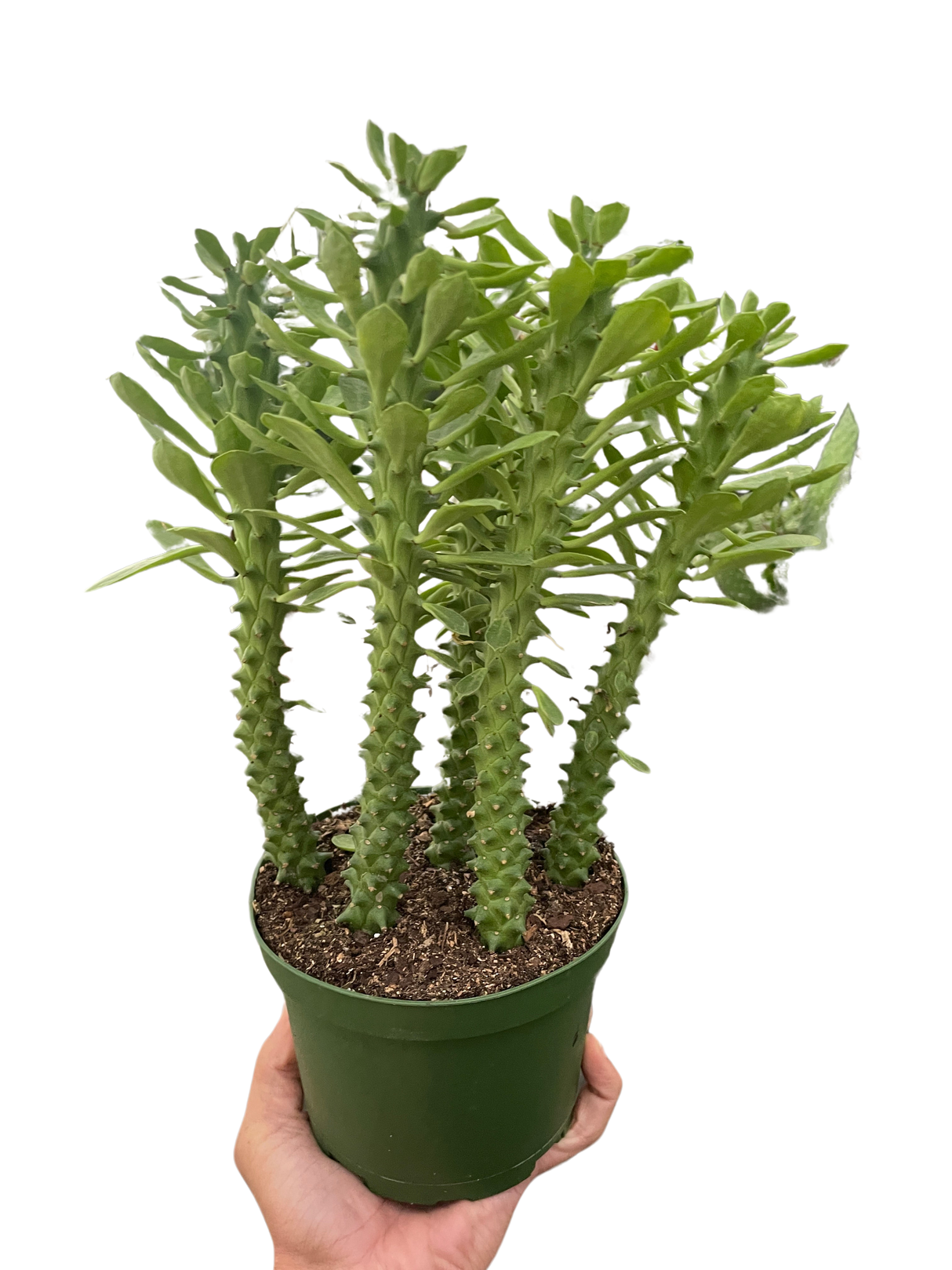 Euphorbia 'Sausage Spurge' indoor house plant