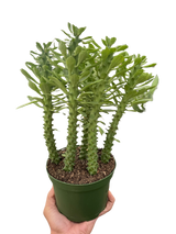 Euphorbia 'Sausage Spurge' indoor house plant