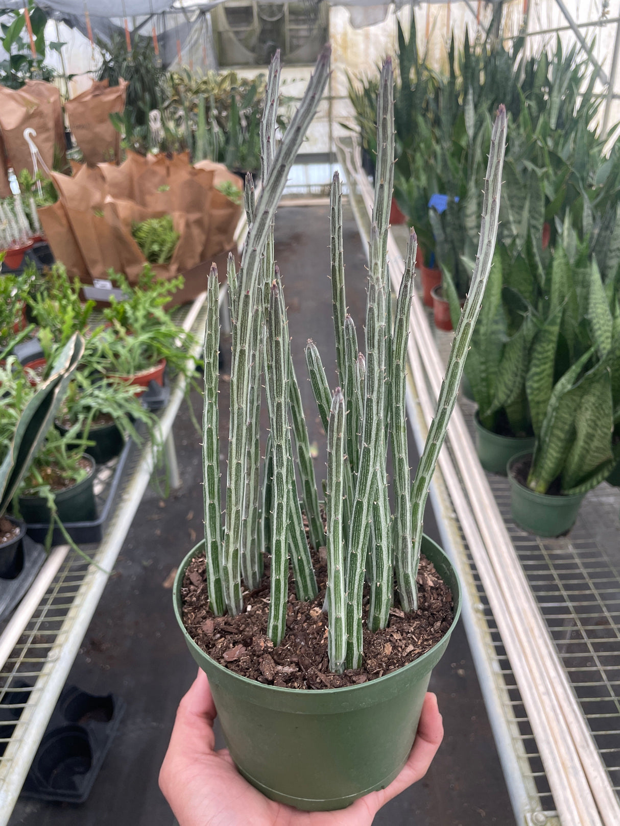 Senecio Stapeliiformis Pickle indoor housePlant