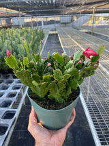 Zygocactus 'Christmas Cactus' indoor houseplant