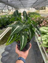 Syngonium wendlandii 'Black Velvet' indoor houseplant