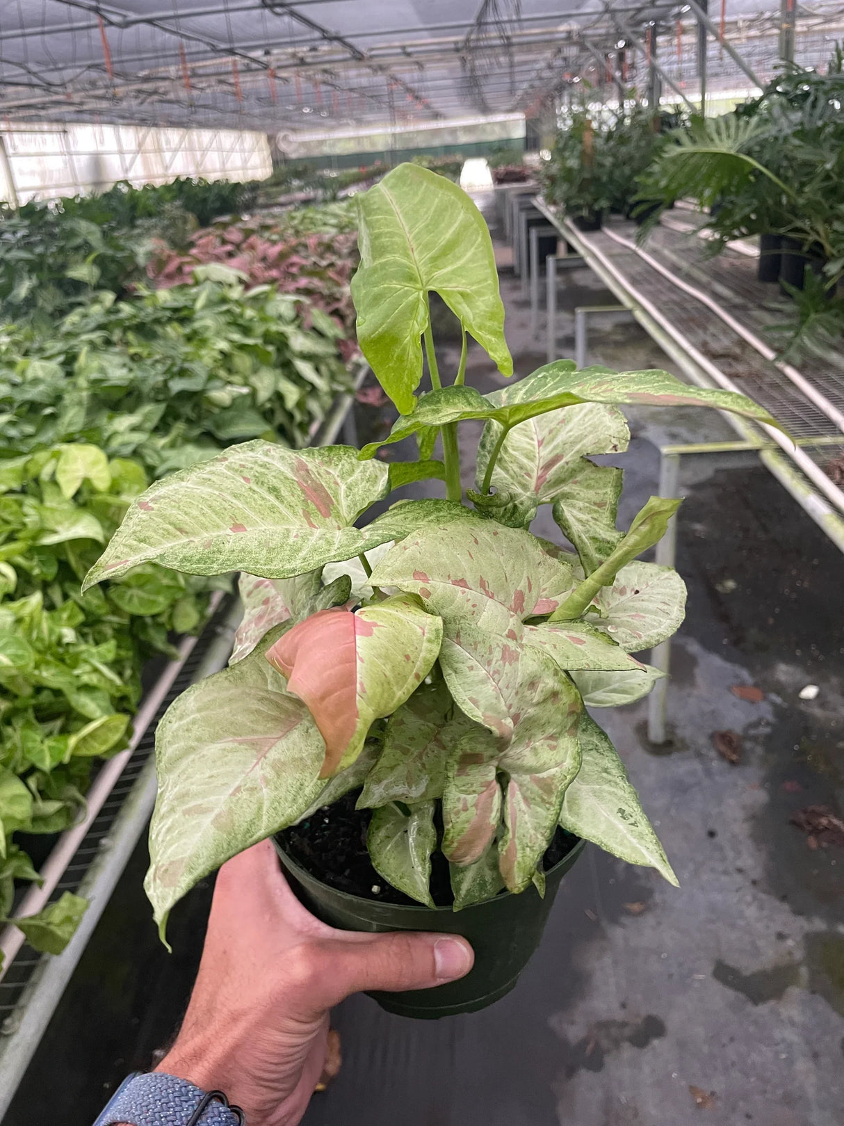 Syngonium 'Confetti' indoor houseplant