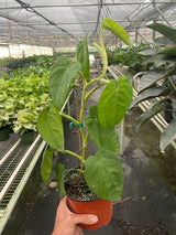 Syngonium 'Ice Frost' indoor houseplant