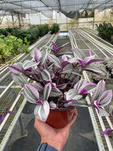 Tradescantia 'Nanouk' indoor houseplant