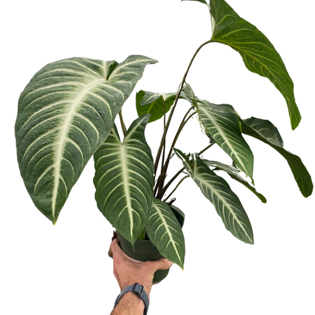 Xanthosoma 'Lendenii' indoor houseplant