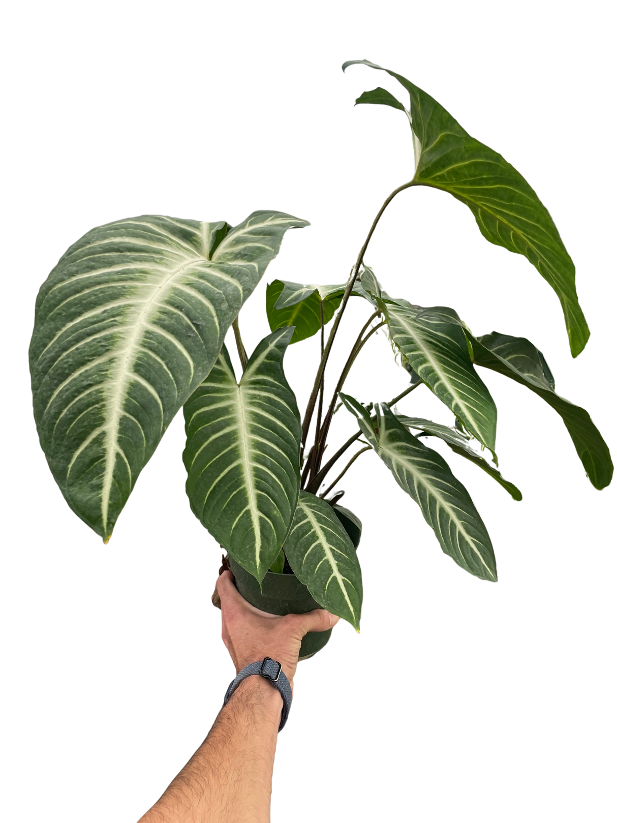 Xanthosoma 'Lendenii' indoor houseplant