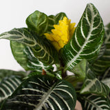 Zebra 'Aphelandra' indoor houseplant