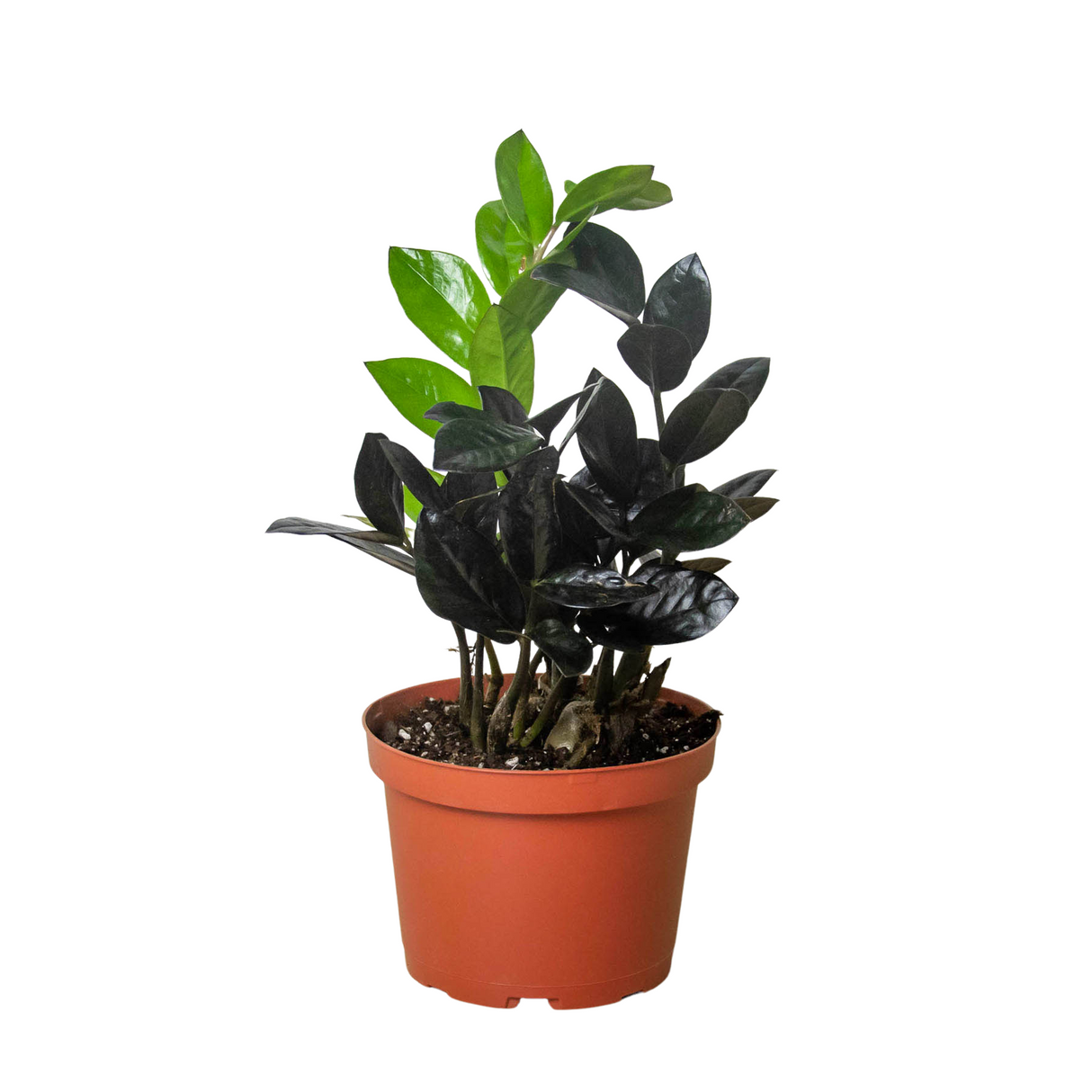 ZZ Zamioculcas 'Black Queen' indoor houseplant